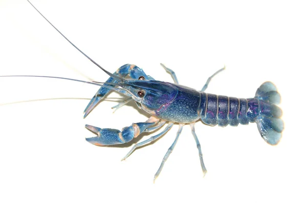 Crayfish Biru Cherax Akuarium — Stok Foto