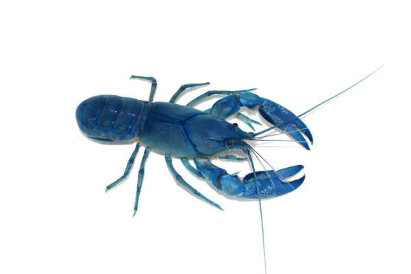 Crayfish Biru Cherax Akuarium — Stok Foto