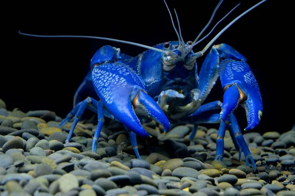 Голубые Раки Аквариуме — стоковое фото