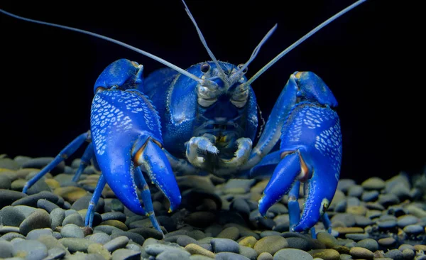 Голубые Раки Аквариуме — стоковое фото
