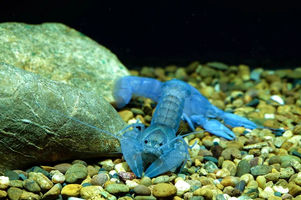Rivierkreeft Blauwe Het Aquarium — Stockfoto
