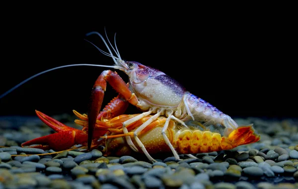 Crayfish Breeding Aquarium — Stock Photo, Image