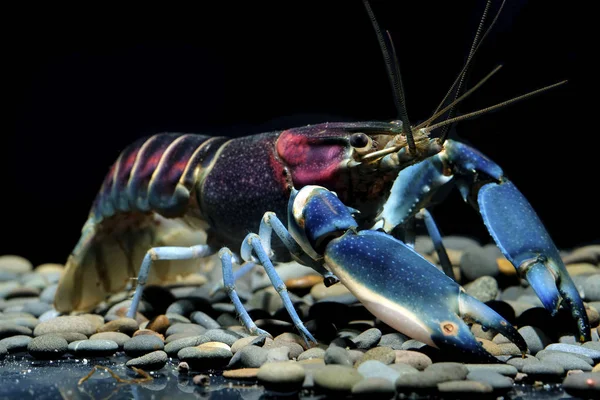 Lagostins Cherax Aquário — Fotografia de Stock