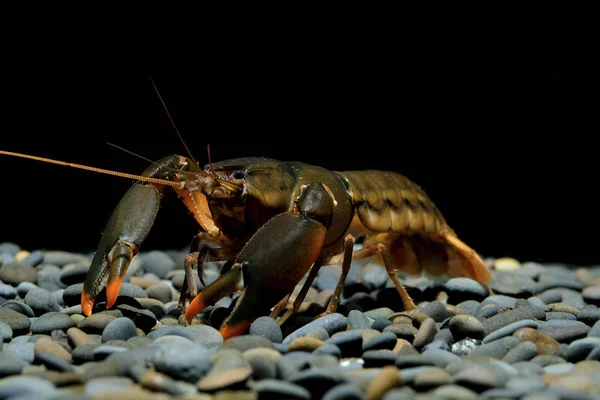 Crayfish Cherax Akuarium — Stok Foto