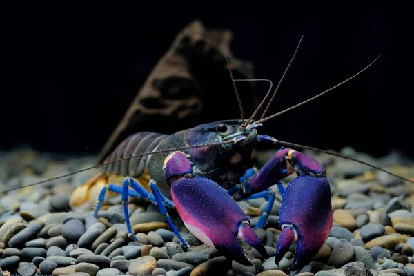 Gamberi Cherax Acquario — Foto Stock