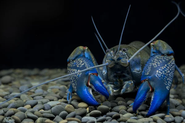 Раки Cherax Аквариуме — стоковое фото