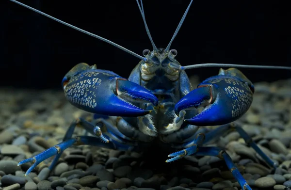 Lagostins Cherax Aquário — Fotografia de Stock