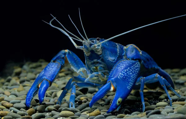 Crayfish Cherax Aquarium — Stock Photo, Image