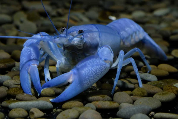 Раки Cherax Аквариуме — стоковое фото