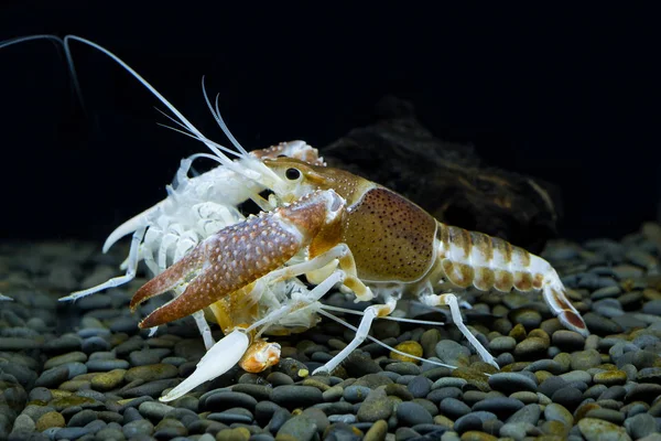 Hantu Crayfish Akuarium — Stok Foto