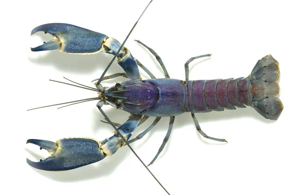 Crayfish Akuarium — Stok Foto