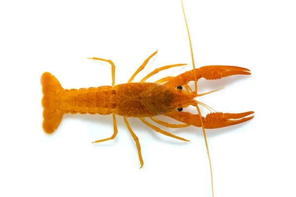 Crayfish Akuarium — Stok Foto