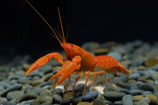 Krebse Orange Cherax Aquarium — Stockfoto