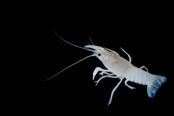 Crayfish Procambarus Clarkii Ghost Floating Aquarium — стоковое фото