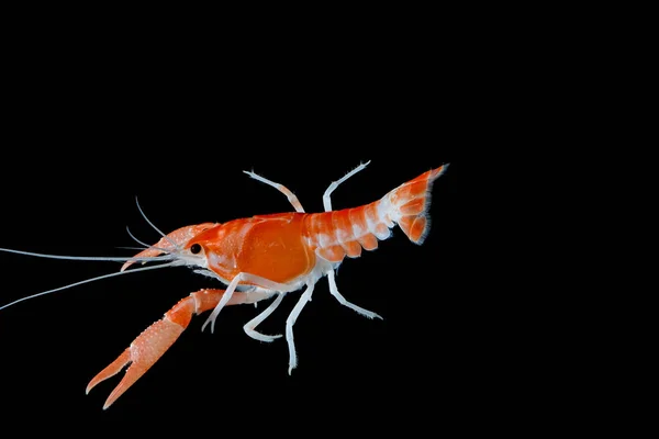 Kräftor Procambarus Clarkii Ghost Flytande Akvariet — Stockfoto