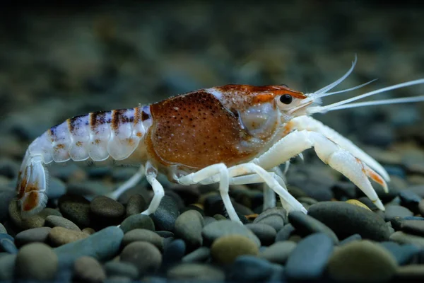 Lagostins Procambarus Clarkii Fantasma Aquário — Fotografia de Stock