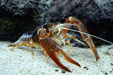 Kerevit Procambarus clarkii hayalet içinde belgili tanımlık akvaryum
