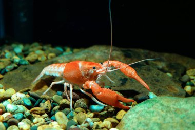 Kerevit Procambarus clarkii hayalet içinde belgili tanımlık akvaryum