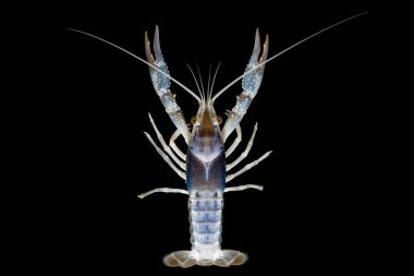 Kerevit Procambarus clarkii hayalet içinde belgili tanımlık akvaryum