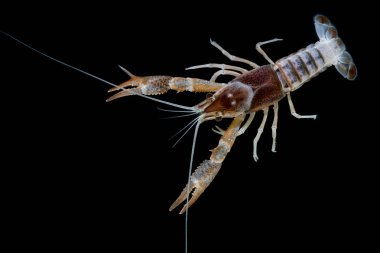 Kerevit Procambarus clarkii hayalet içinde belgili tanımlık akvaryum