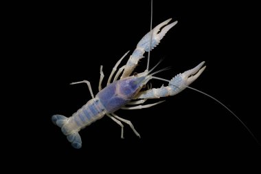 Kerevit Procambarus clarkii hayalet içinde belgili tanımlık akvaryum