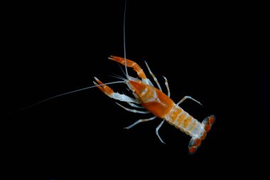 Kerevit Procambarus clarkii hayalet içinde belgili tanımlık akvaryum