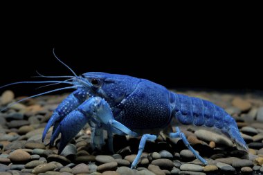 Kerevit Procambarus clarkii hayalet içinde belgili tanımlık akvaryum 