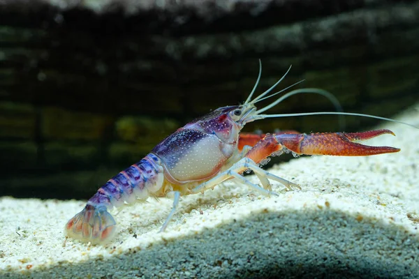 Gamberi Procambarus Clarkii Fantasma Nell Acquario — Foto Stock