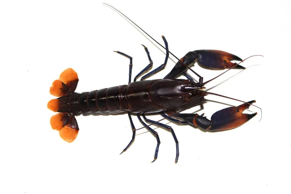 Crayfish Procambarus Clarkii Hantu Akuarium — Stok Foto