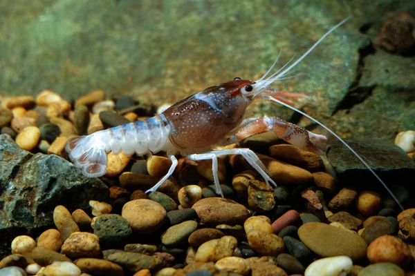 Gamberi Procambarus Clarkii Fantasma Nell Acquario — Foto Stock