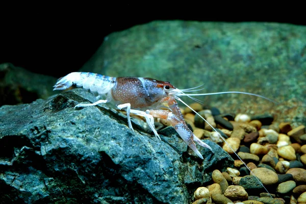 Kerevit Procambarus Clarkii Hayalet Içinde Belgili Tanımlık Akvaryum — Stok fotoğraf