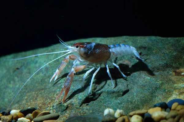 Lagostins Procambarus Clarkii Fantasma Aquário — Fotografia de Stock