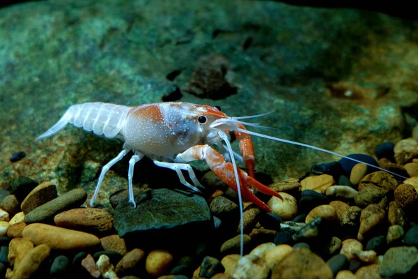 Crayfish Procambarus Clarkii Hantu Akuarium — Stok Foto