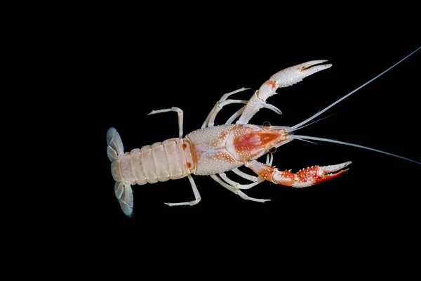 Raci Procambarus Clarkii Duch Akváriu — Stock fotografie