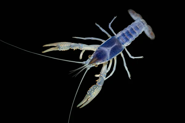 Krebse Procambarus Clarkii Geist Aquarium — Stockfoto