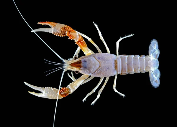 Rivierkreeft Rode Clarkii Ghost Het Aquarium — Stockfoto