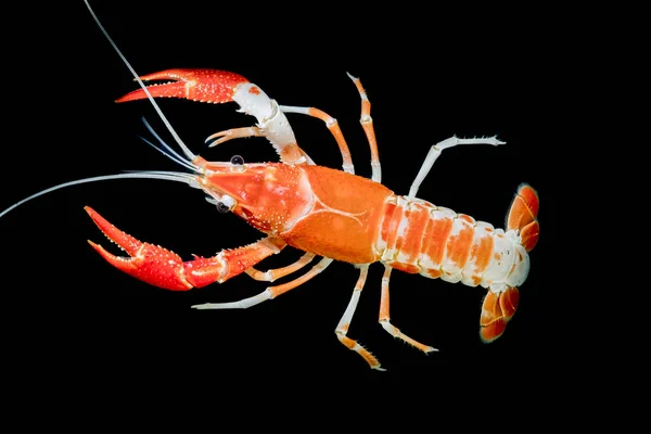 Crayfish Procambarus Clarkii Ghost Aquarium — Stock Photo, Image