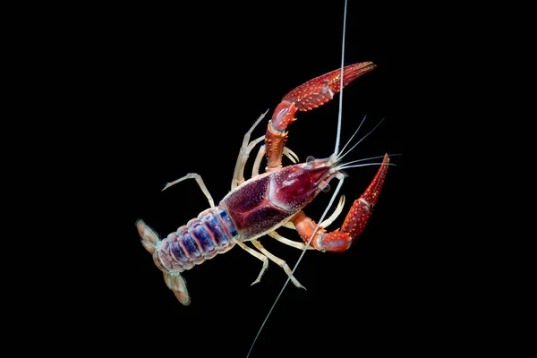 Lagostins Procambarus Clarkii Fantasma Aquário — Fotografia de Stock