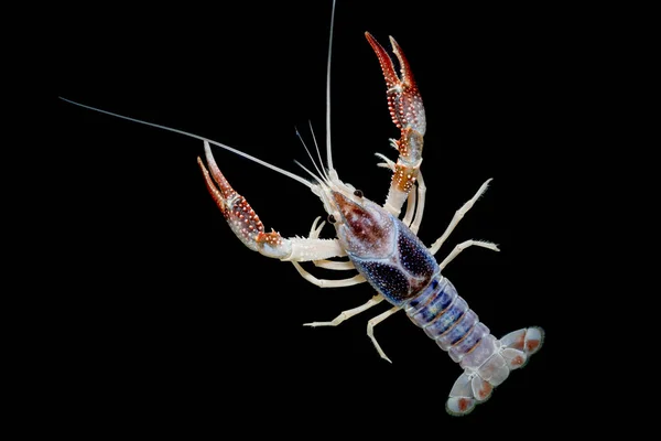 Lagostins Procambarus Clarkii Fantasma Aquário — Fotografia de Stock