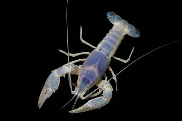 Lagostins Procambarus Clarkii Fantasma Aquário — Fotografia de Stock