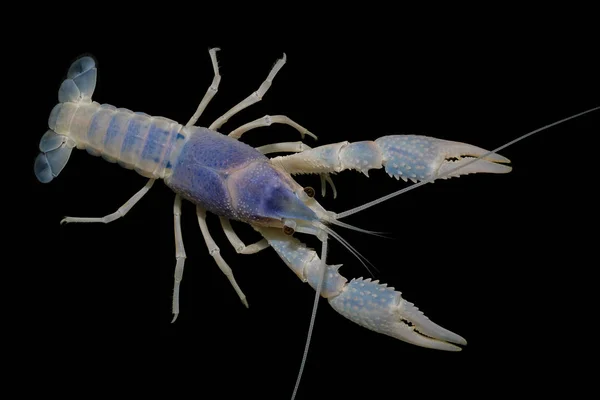 Krebse Procambarus Clarkii Geist Aquarium — Stockfoto