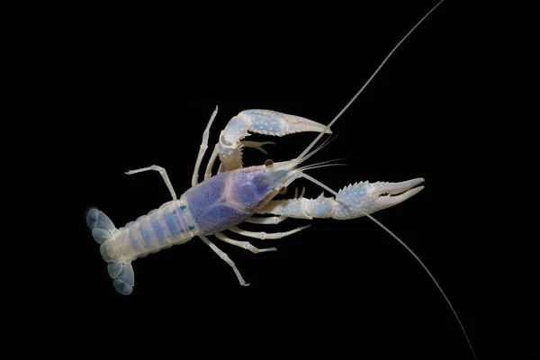 Kräftor Procambarus Clarkii Spöke Akvariet — Stockfoto