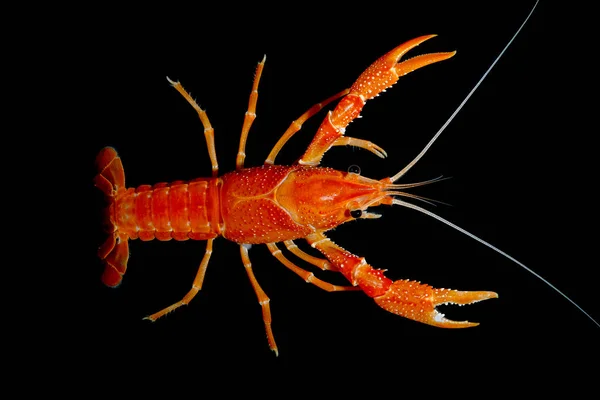 Krebse Procambarus Clarkii Geist Aquarium — Stockfoto