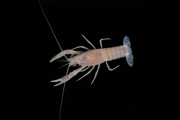 Kräftor Procambarus Clarkii Spöke Akvariet — Stockfoto