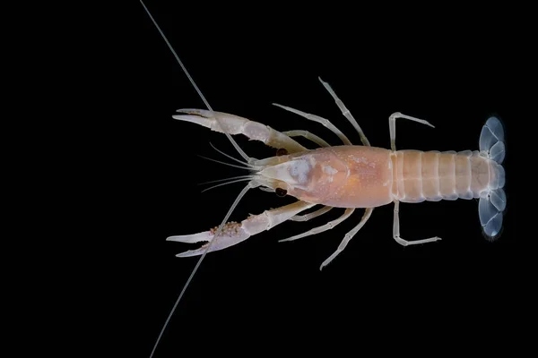 Lagostins Procambarus Clarkii Fantasma Aquário — Fotografia de Stock