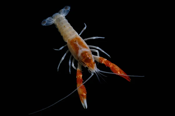 Lagostins Procambarus Clarkii Fantasma Aquário — Fotografia de Stock