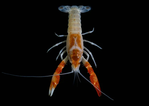 Kräftor Procambarus Clarkii Spöke Akvariet — Stockfoto