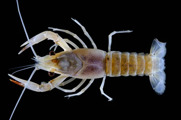 Καραβίδες Procambarus Clarkii Φάντασμα Στο Ενυδρείο — Φωτογραφία Αρχείου