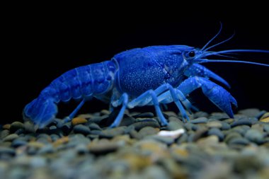 Kerevit Procambarus clarkii hayalet içinde belgili tanımlık akvaryum 