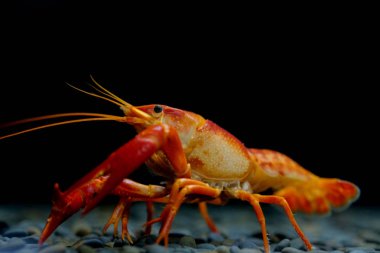 Kerevit Procambarus clarkii hayalet içinde belgili tanımlık akvaryum